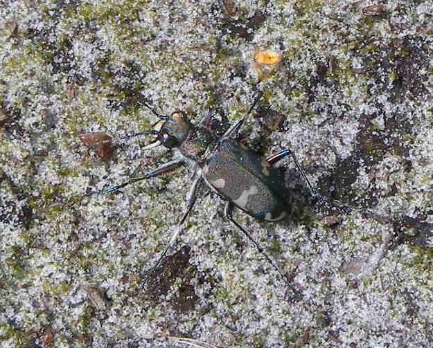 Cicindela olandese